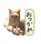 ここちゃん★スタンプ（個別スタンプ：7）