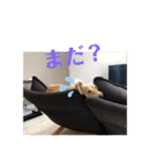 うちのヤマト 2（個別スタンプ：11）