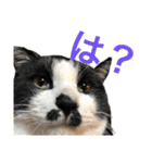 Morris the cat（個別スタンプ：1）