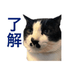 Morris the cat（個別スタンプ：2）