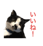 Morris the cat（個別スタンプ：3）