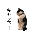 Morris the cat（個別スタンプ：4）
