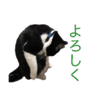 Morris the cat（個別スタンプ：5）