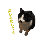 Morris the cat（個別スタンプ：6）
