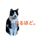 Morris the cat（個別スタンプ：7）