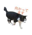 Morris the cat（個別スタンプ：8）