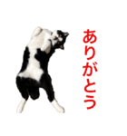 Morris the cat（個別スタンプ：9）