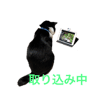 Morris the cat（個別スタンプ：10）