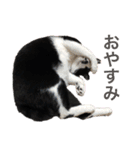 Morris the cat（個別スタンプ：11）