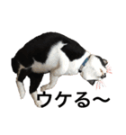 Morris the cat（個別スタンプ：12）