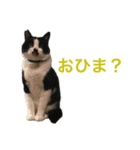 Morris the cat（個別スタンプ：13）