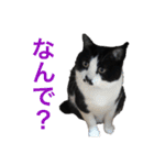 Morris the cat（個別スタンプ：14）