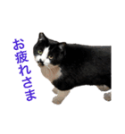 Morris the cat（個別スタンプ：15）