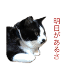 Morris the cat（個別スタンプ：16）