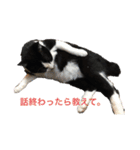 Morris the cat（個別スタンプ：17）