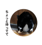 Morris the cat（個別スタンプ：18）