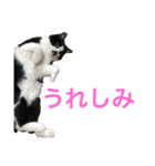 Morris the cat（個別スタンプ：19）