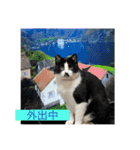 Morris the cat（個別スタンプ：20）