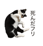 Morris the cat（個別スタンプ：22）