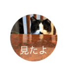 Morris the cat（個別スタンプ：23）
