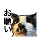 Morris the cat（個別スタンプ：24）