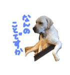 愛犬きなこ。2（個別スタンプ：1）