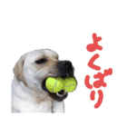 愛犬きなこ。2（個別スタンプ：2）