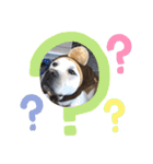 愛犬きなこ。2（個別スタンプ：3）