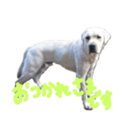愛犬きなこ。2（個別スタンプ：4）
