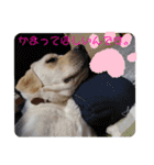 愛犬きなこ。2（個別スタンプ：5）