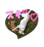 愛犬きなこ。2（個別スタンプ：6）