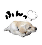 愛犬きなこ。2（個別スタンプ：7）