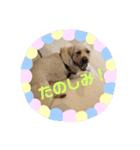 愛犬きなこ。2（個別スタンプ：10）