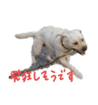 愛犬きなこ。2（個別スタンプ：11）