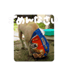 愛犬きなこ。2（個別スタンプ：12）