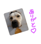 愛犬きなこ。2（個別スタンプ：13）