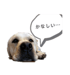 愛犬きなこ。2（個別スタンプ：14）