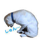愛犬きなこ。2（個別スタンプ：15）