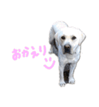 愛犬きなこ。2（個別スタンプ：16）