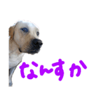 愛犬きなこ。2（個別スタンプ：18）