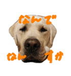 愛犬きなこ。2（個別スタンプ：20）