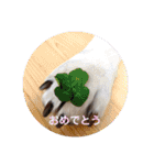 愛犬きなこ。2（個別スタンプ：22）