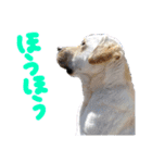 愛犬きなこ。2（個別スタンプ：24）
