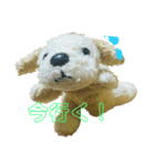 千代子(チョコ)（個別スタンプ：7）