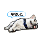 ブチコロスタンプ（個別スタンプ：3）