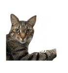 関西弁Nicoさん②（個別スタンプ：16）