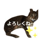 関西弁Nicoさん②（個別スタンプ：19）