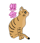 Tabby Milktea Cat III（個別スタンプ：5）