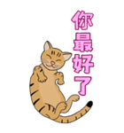 Tabby Milktea Cat III（個別スタンプ：13）