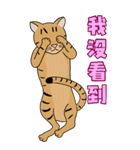 Tabby Milktea Cat III（個別スタンプ：15）